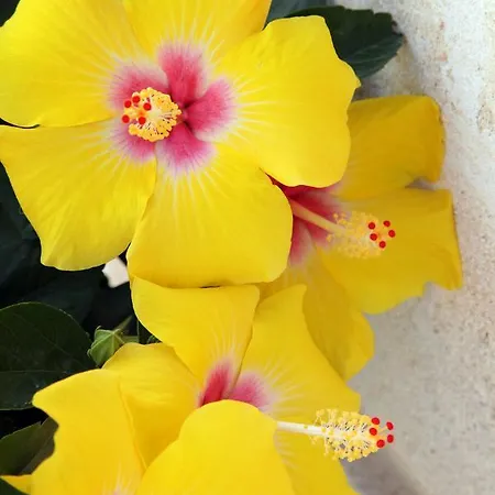 شقة فندقية Borgo De Li Santi