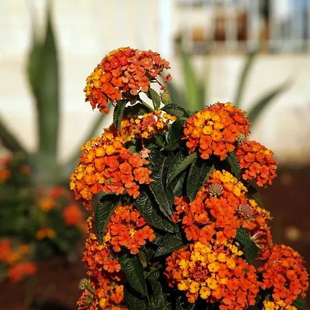 شقة فندقية Borgo De Li Santi